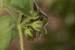 Trailing milkvine